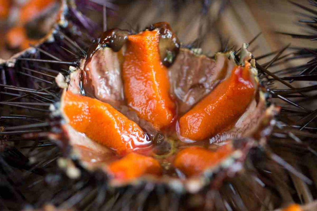 Come si aprono e puliscono i ricci di mare