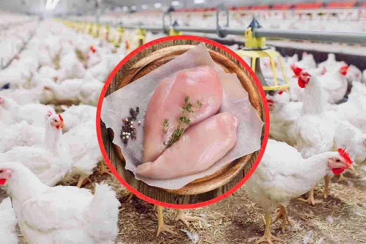 Le striature bianche sul pollo sono un pericolo per la salute? Tutta la verità
