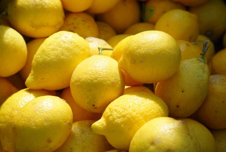 trucco piante di limoni rigogliose