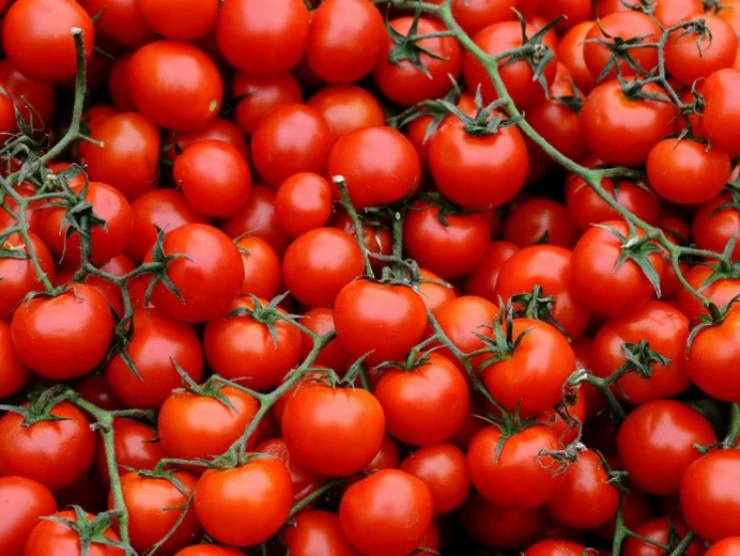 perché i pomodori non vanno in frigorifero