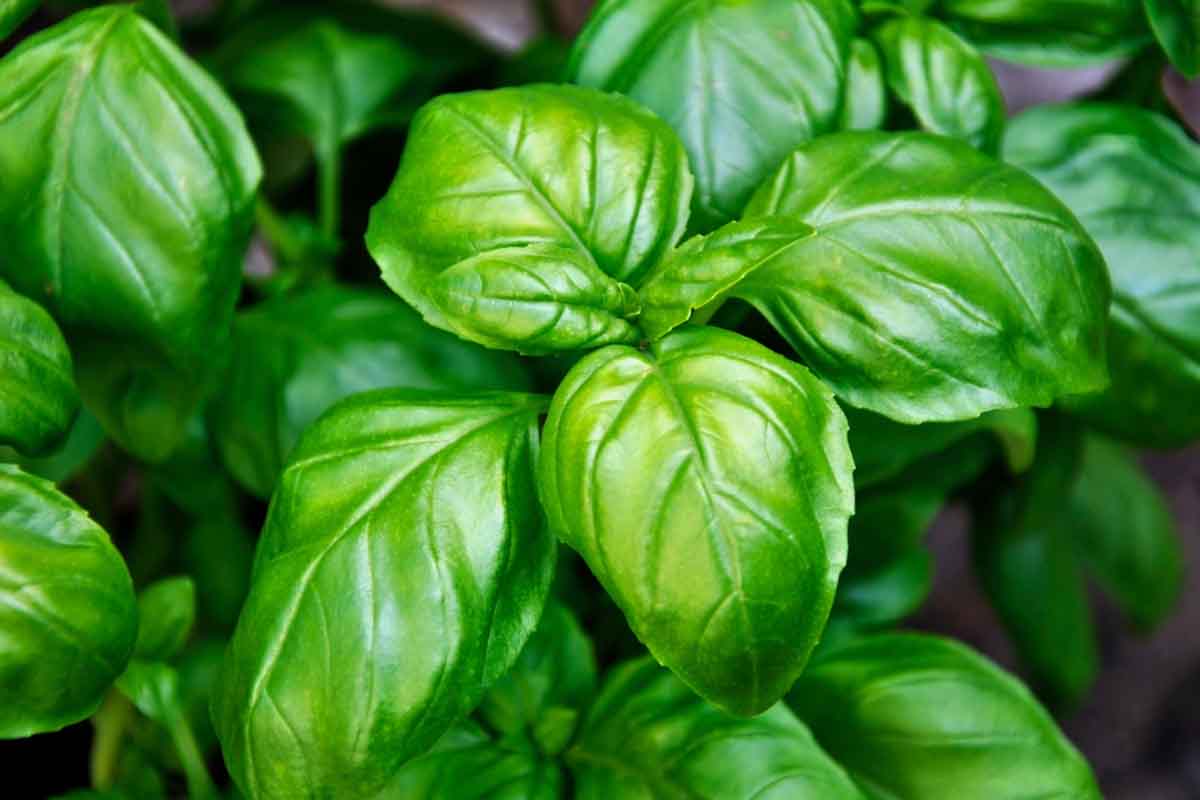 basilico giusto per il pesto perfetto