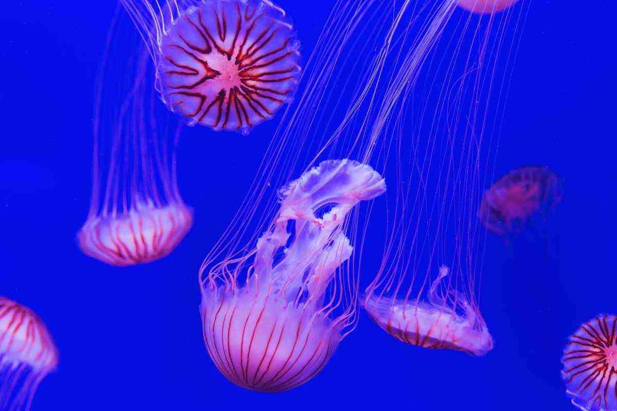 le meduse si possono mangiare