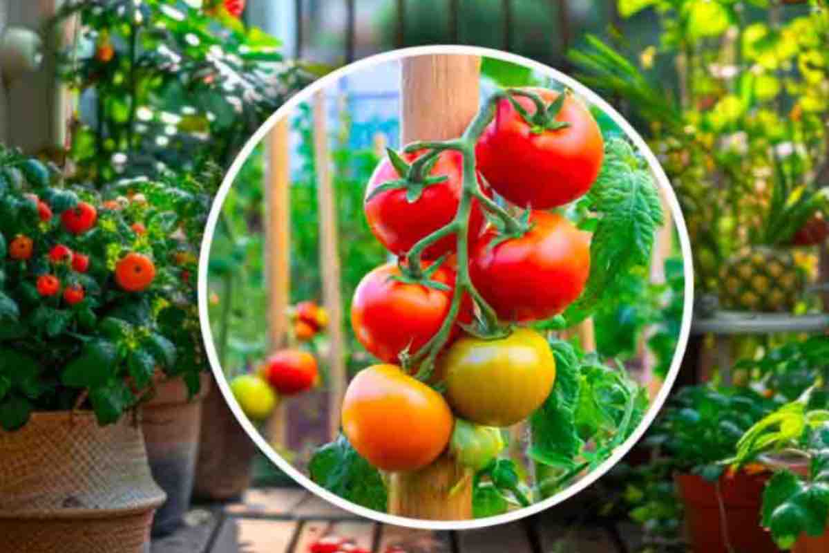come coltivare i pomodori sul balcone