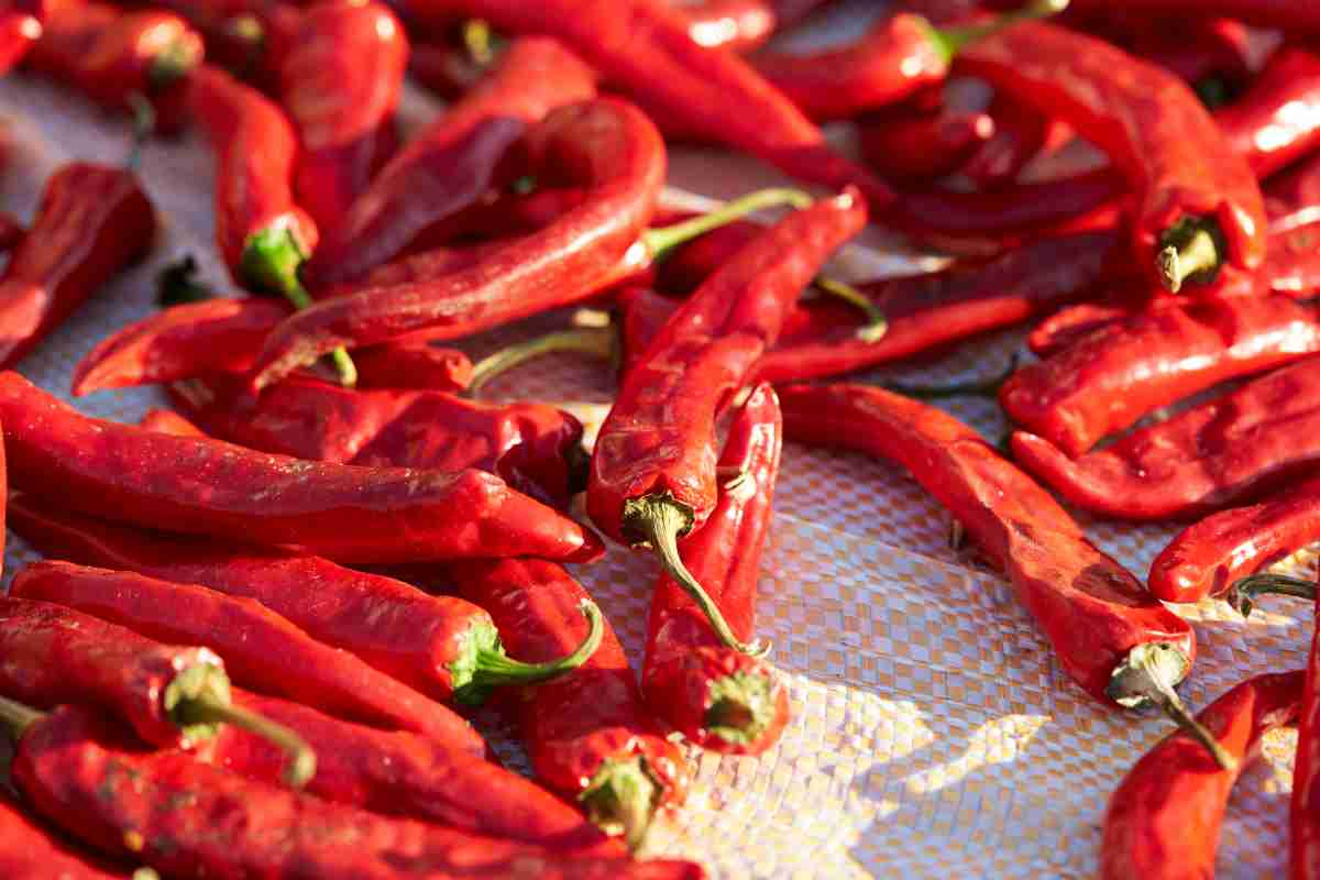 esempio di come essiccare il peperoncino al sole