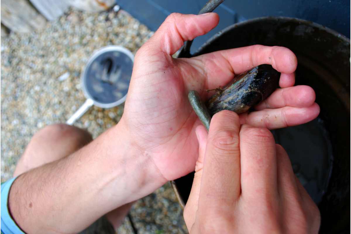 Quanto devono stare a mollo le cozze?