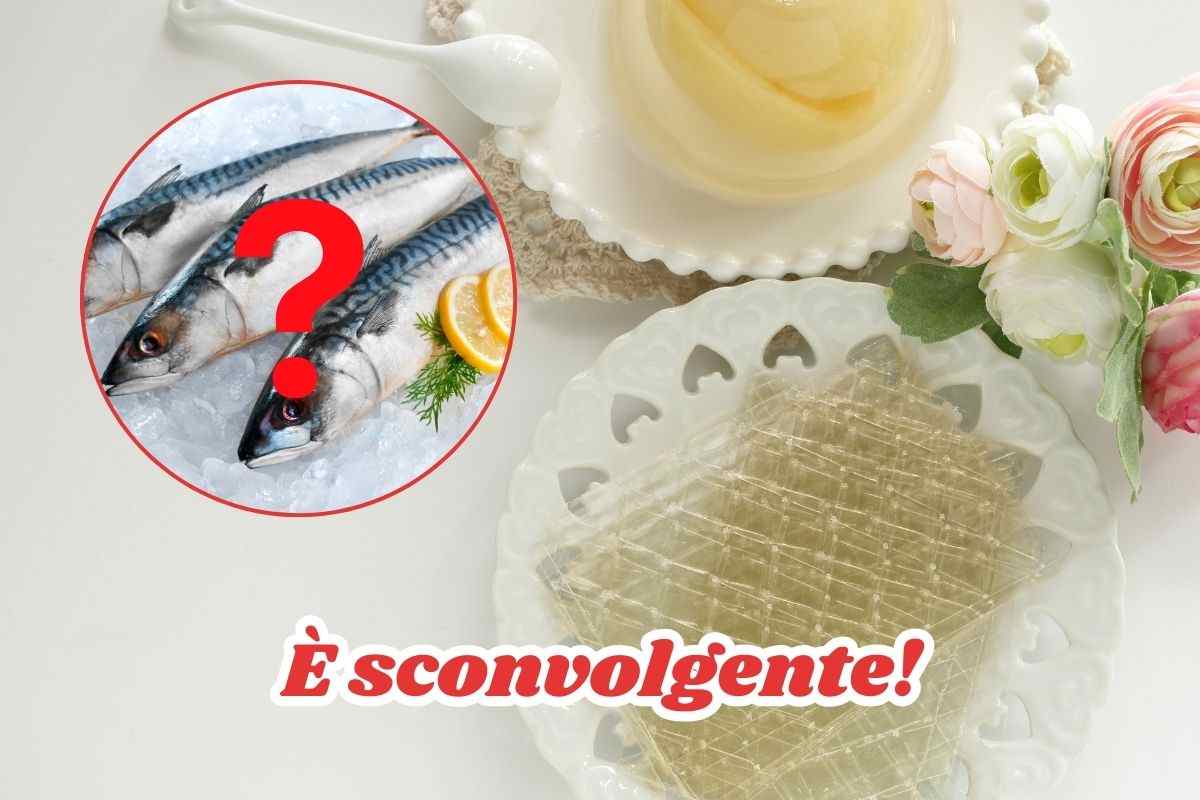 perché si chiama colla di pesce