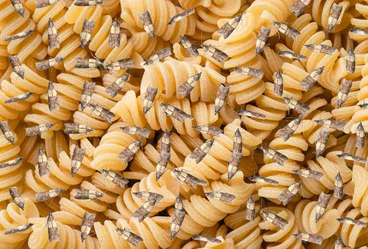 come evitare insetti nella pasta