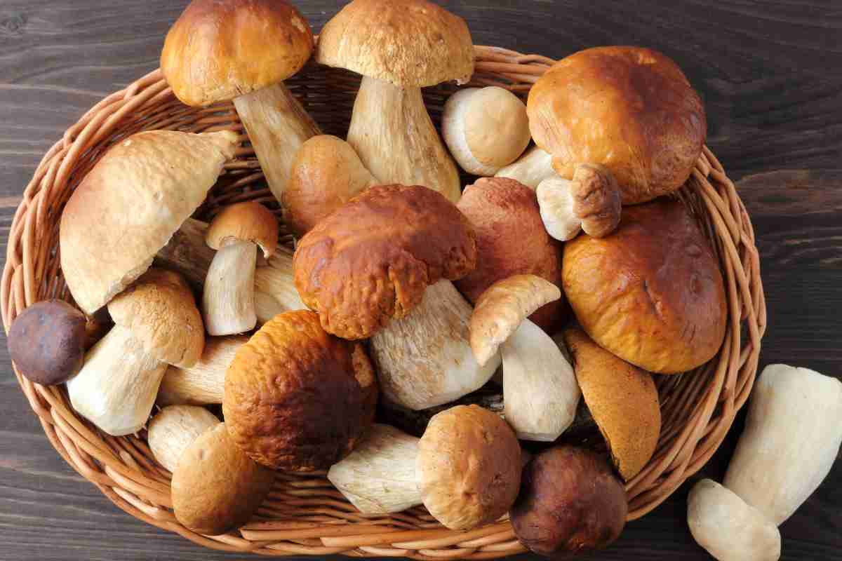 un cesto con tanti funghi di diversi tipi