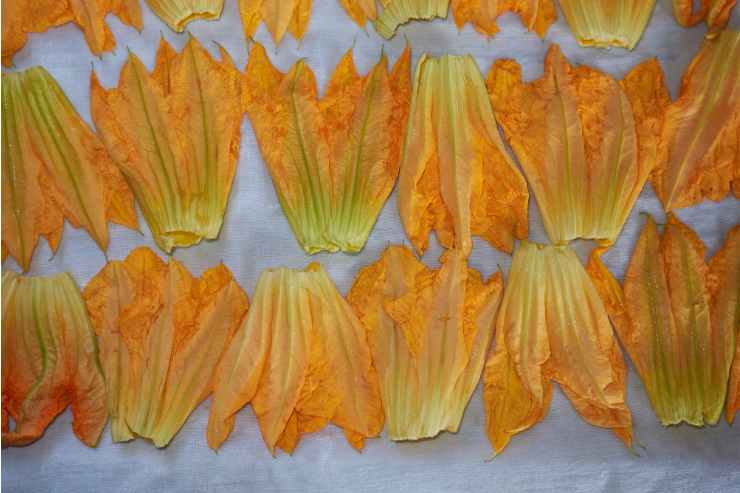 Fiori di zucca chips ricetta