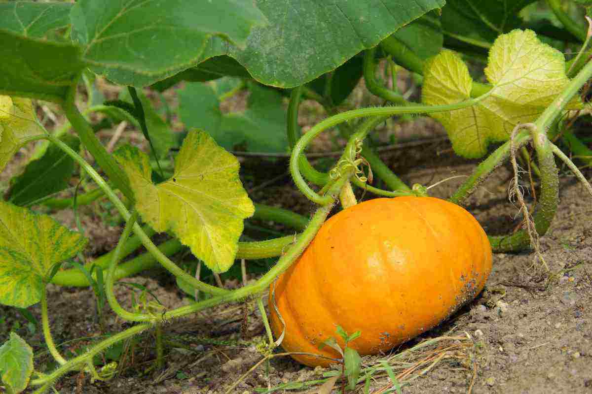 Coltivazione zucca in vaso 