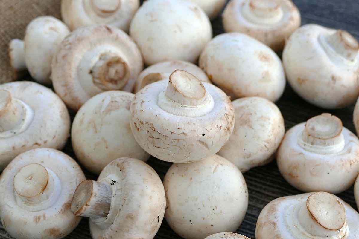 Funghi commestibili o tossici? dettagli per conoscerli meglio 