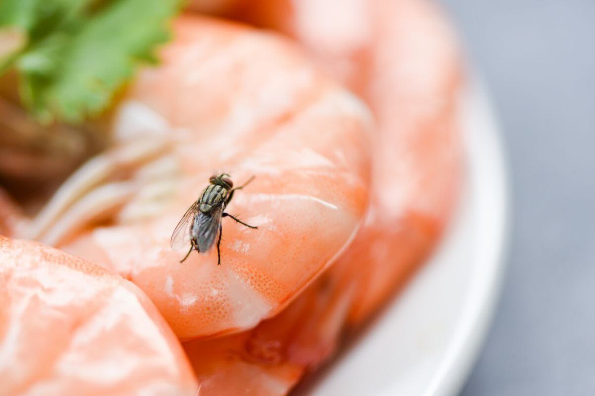 Allontanare mosche senza pesticidi