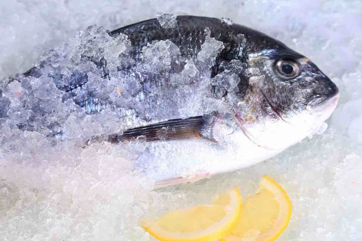 Pesce crudo: abbattimento o congelamento? soluzione migliore