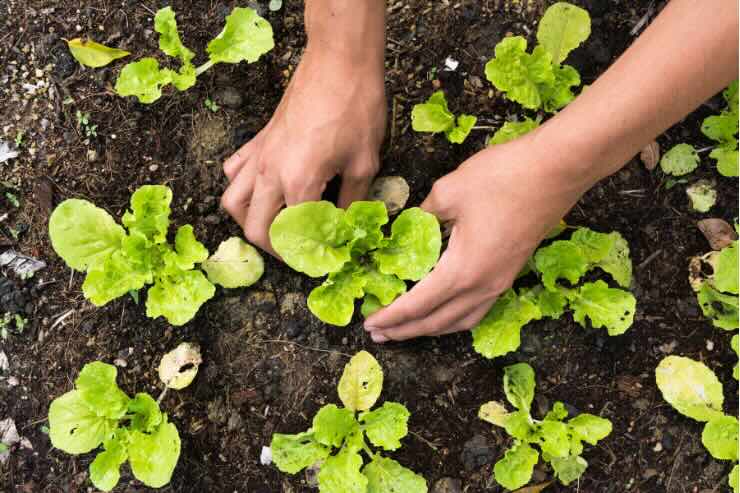 cosa piantare nell'orto d'autunno