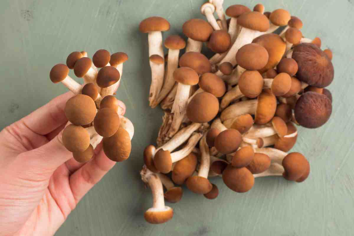 mano tiene funghi Pioppini