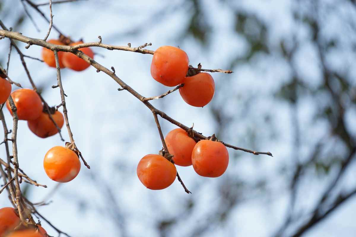 I cachi sono un frutto pieno di segreti