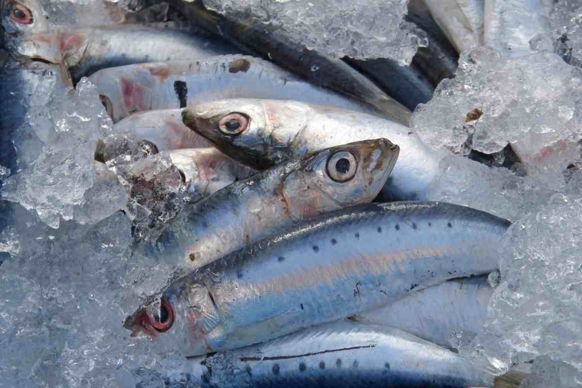 Sarde alla siciliana ricetta