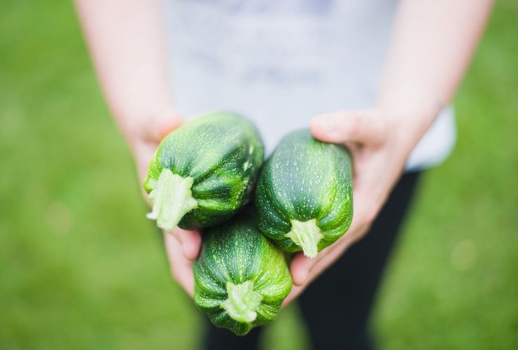 Zucchine appena colte