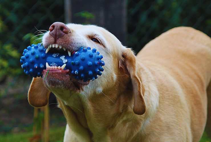 lavastoviglie e giochini cane