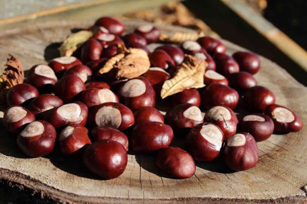 Castagne