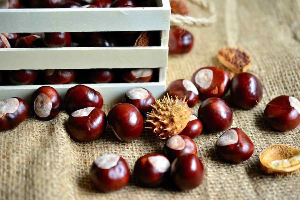 Cassetta di castagne fresche