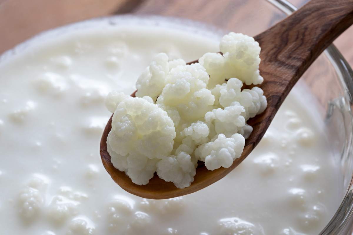 Grani di kefir