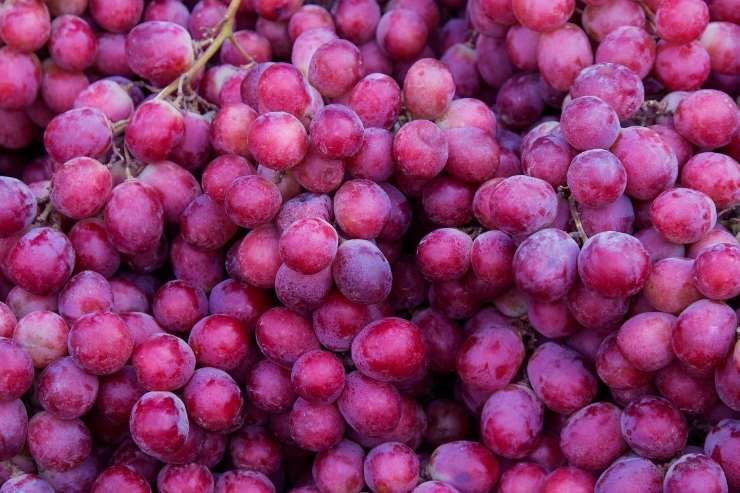 ricetta mostarda siciliana con uva rossa