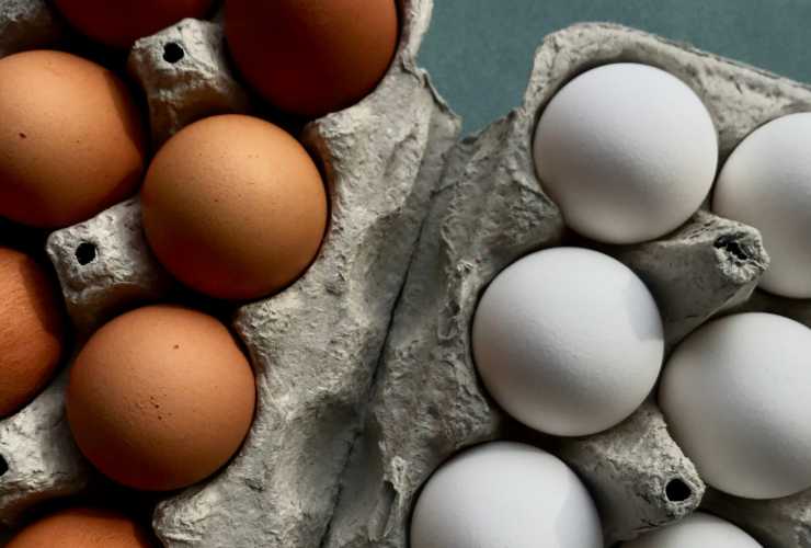 confezioni di uova bianche e marroni