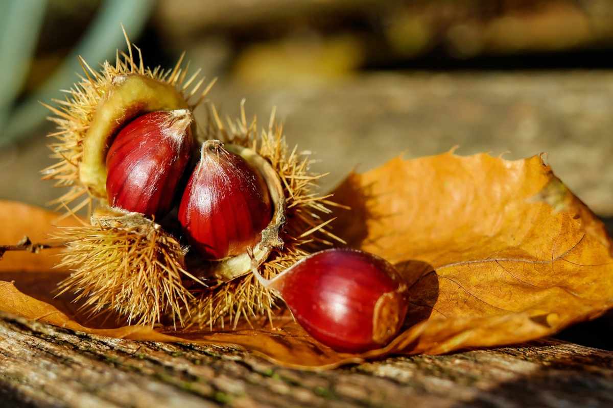 Castagne fresche di stagione