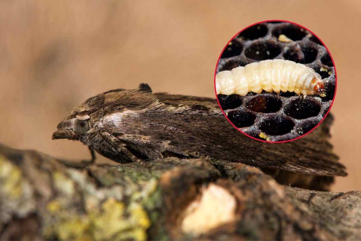 galleria mellonella