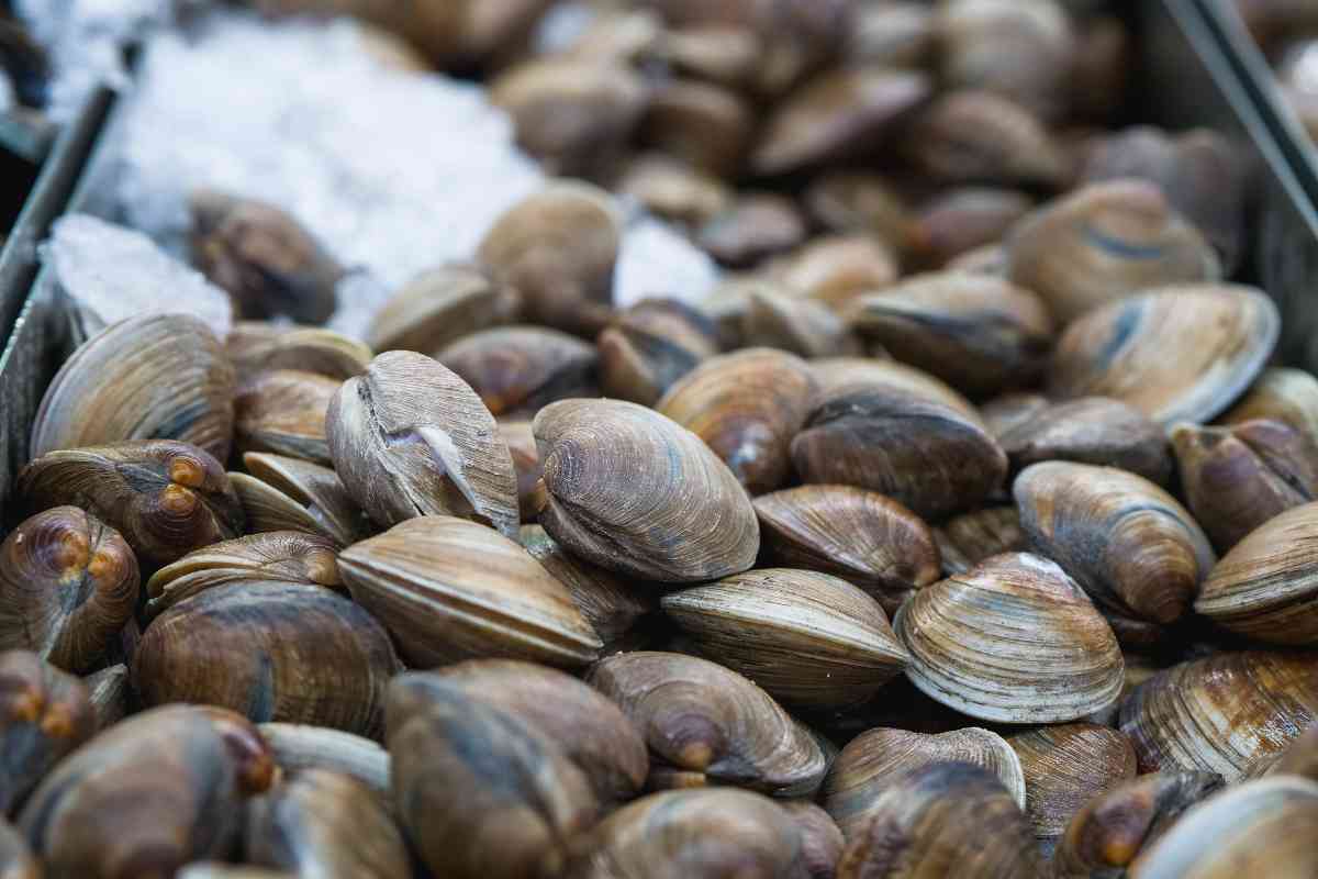 Vongole sul ghiaccio