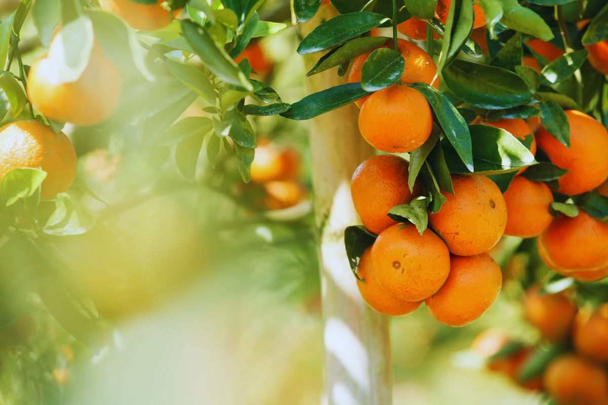 Con le arance del giardino della nonna, ho fatto dei dolcetti natalizi pazzeschi: li regalo alle amiche e faccio un figurone