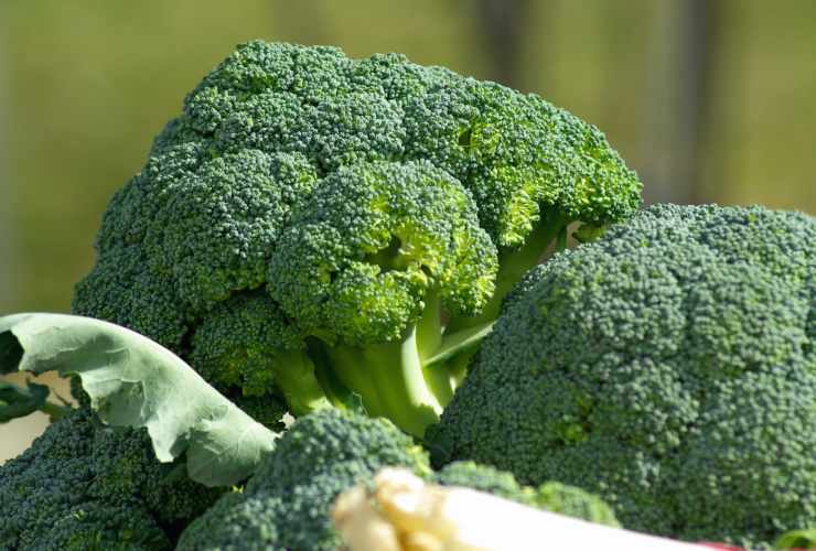 broccoli interi