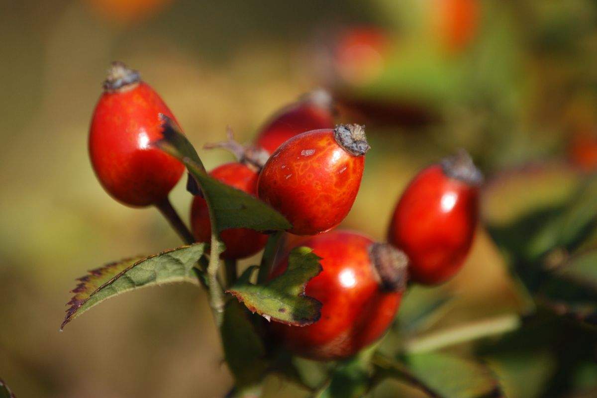 frutto rosa canina