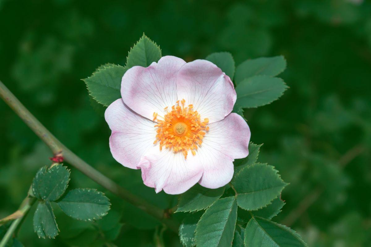 rosa canina