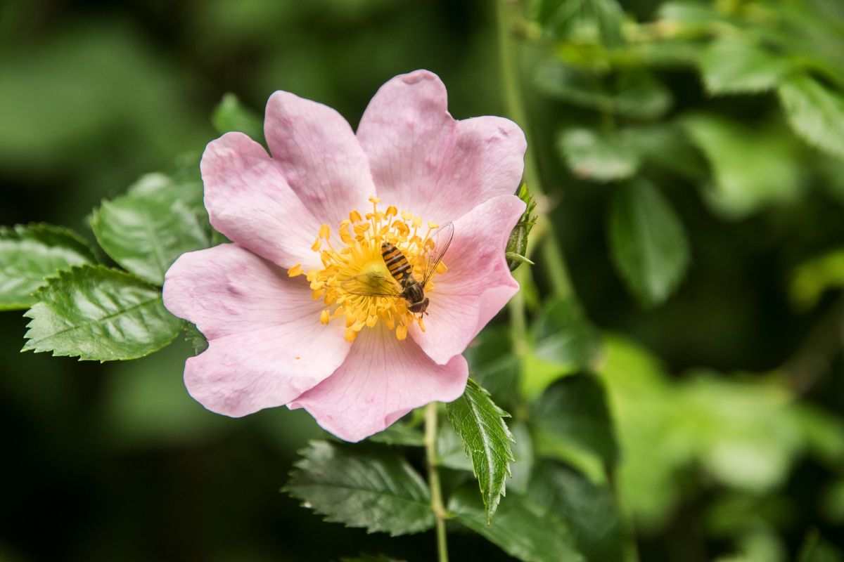 rosa canina con ape