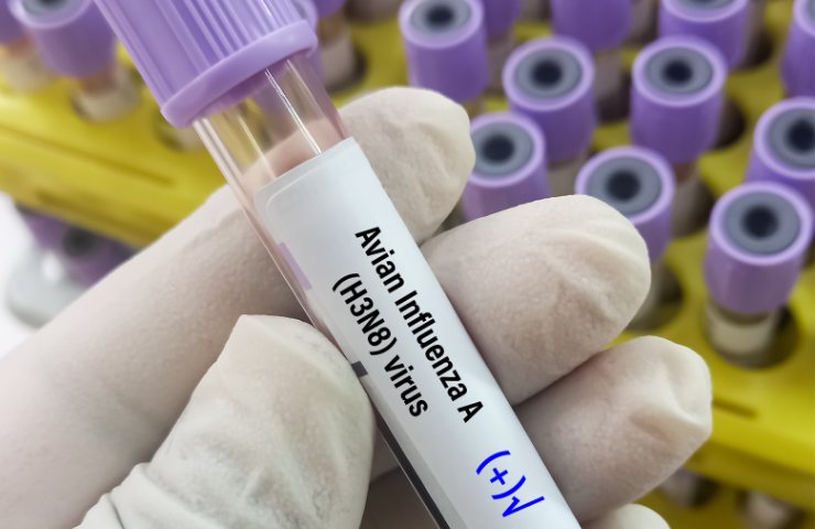 Influenza aviaria virus