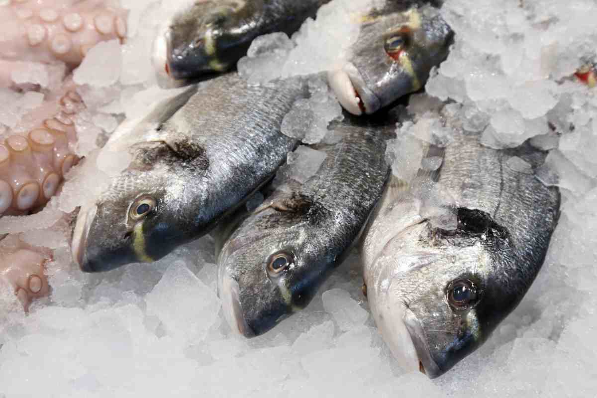 Pesce surgelato, il segreto per averlo sempre di ottima qualità