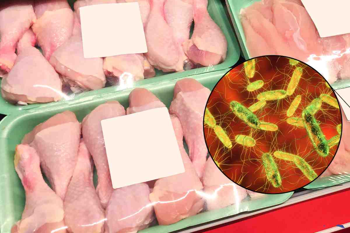 Salmonella nel pollo, uno su due è positivo alle analisi ed è un rischio per la salute