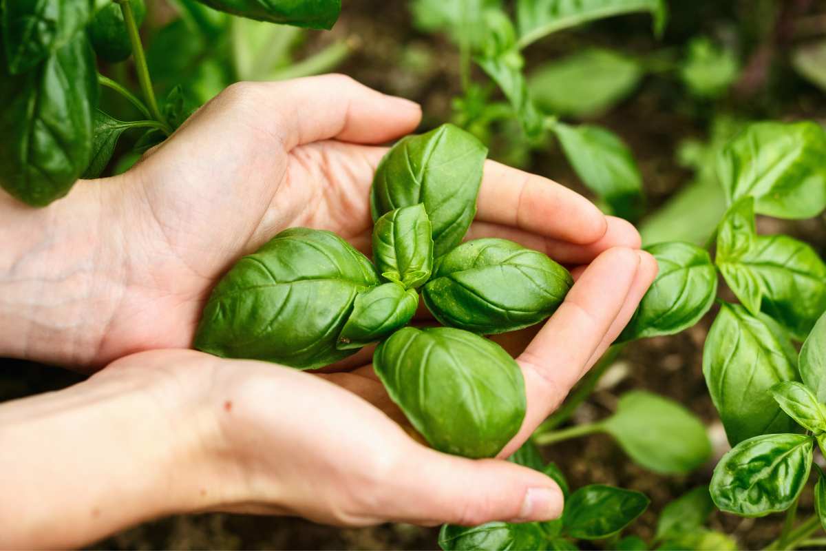 Come staccare correttamente le foglie dalla pianta di basilico per mantenerla viva tutto l’anno