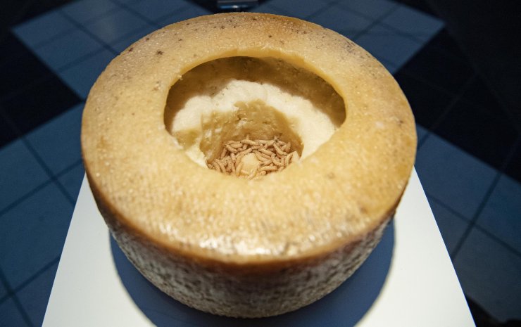 forma aperta di formaggio casu marzu con i vermi