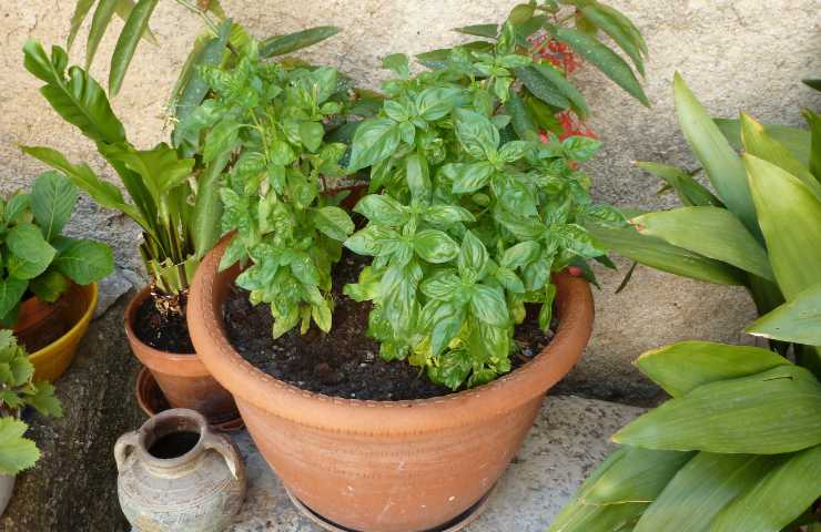 Angolo aromatico sul balcone o terrazzo, attenzione a non abbinare queste piante: le butterai dopo 1 settimana