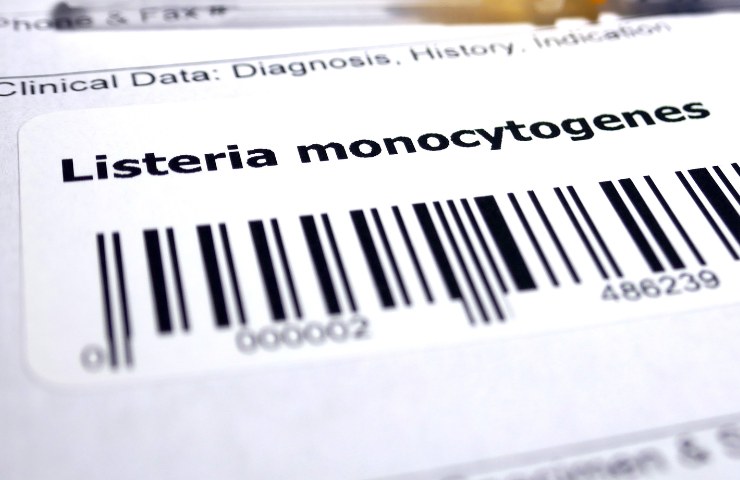 Listeria monocytogenes