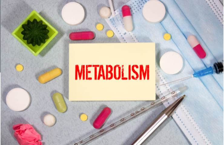 Metabolismo