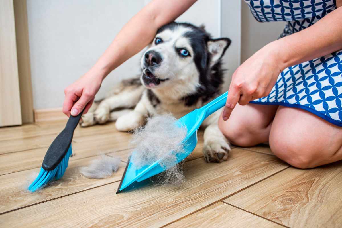 raccogliere peli del cane