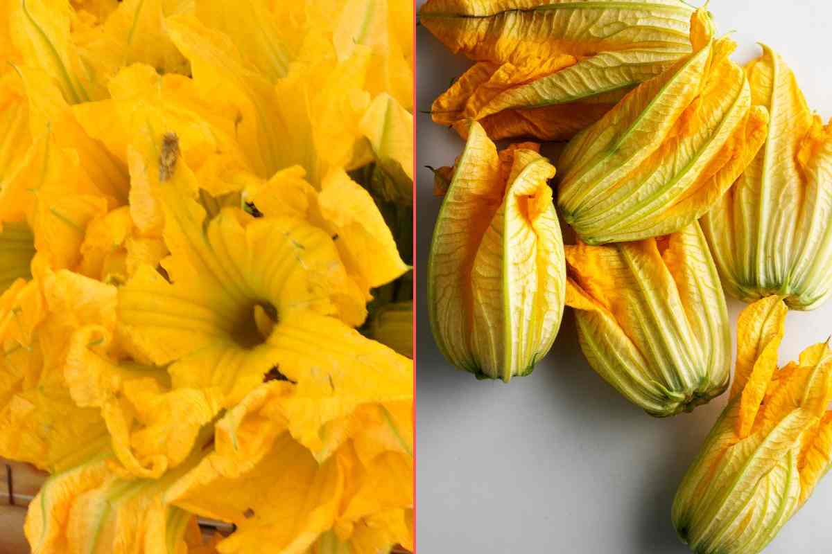 fiori di zucca e di zucchina freschi